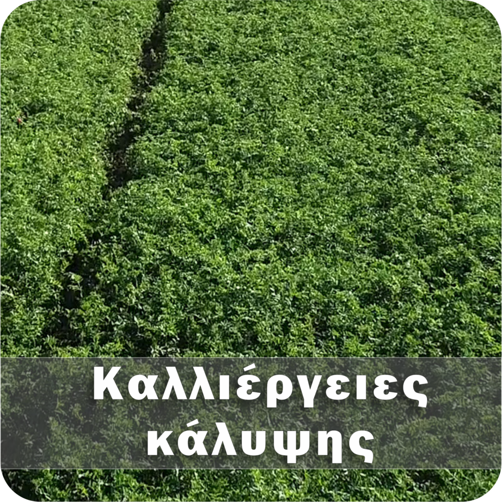 Καλλιέργειες κάλυψης