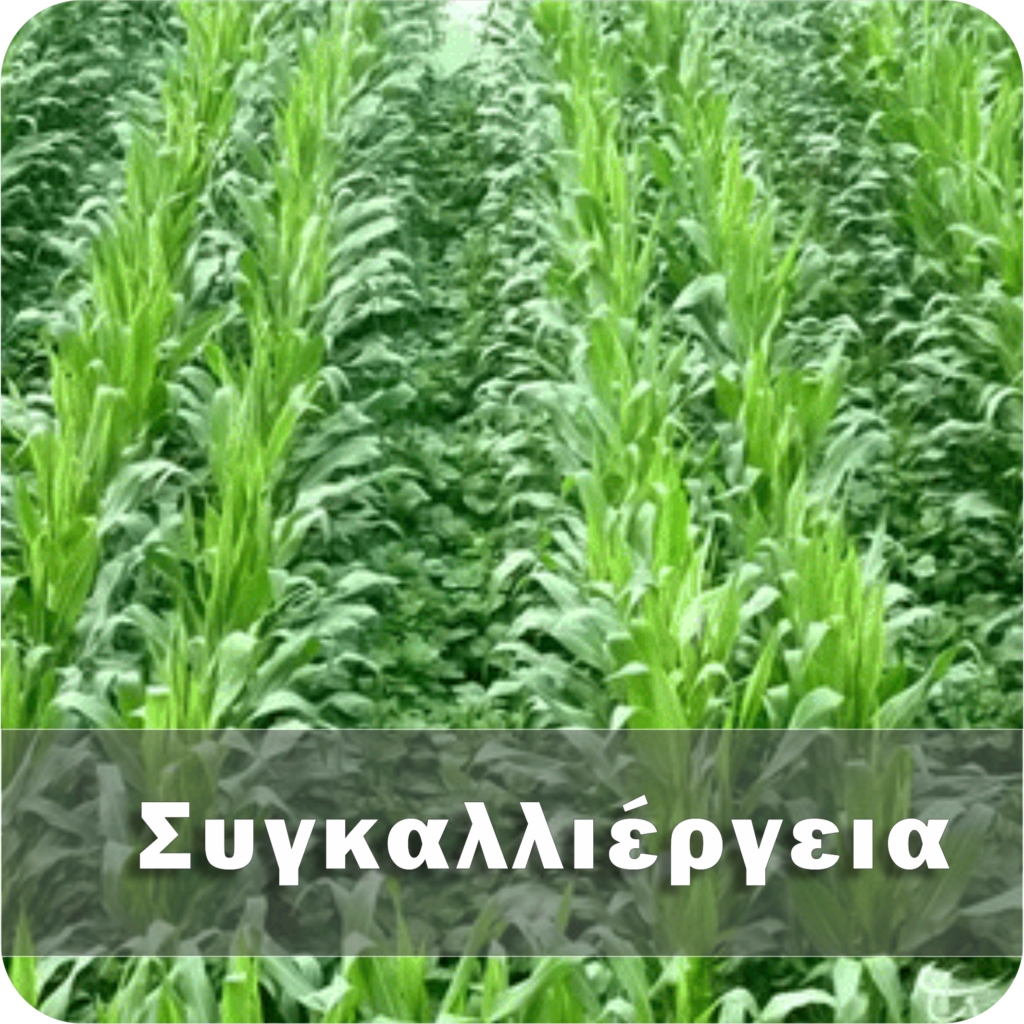Συγκαλλιέργεια
